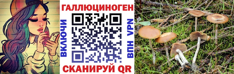 Купить где  Кукмор  Галлюциногенные грибы Cubensis 
